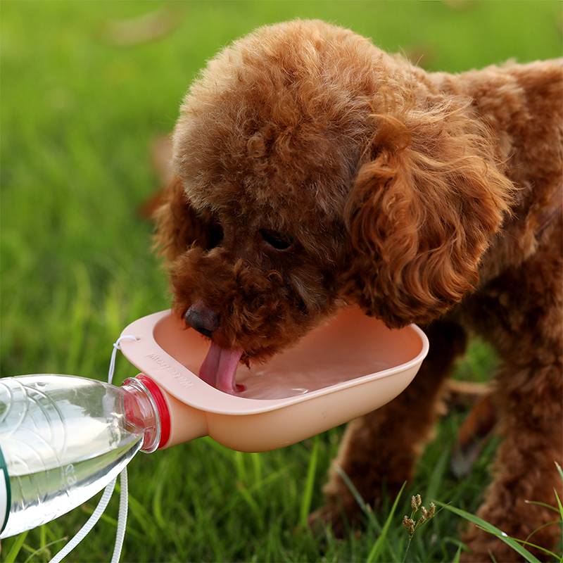 Small brown dog drinking water from a pink Universal Pet Hydration Adapter – Portable Bottle Attachment & Travel Drinking Scoop attached to a water bottle outdoors on grass.